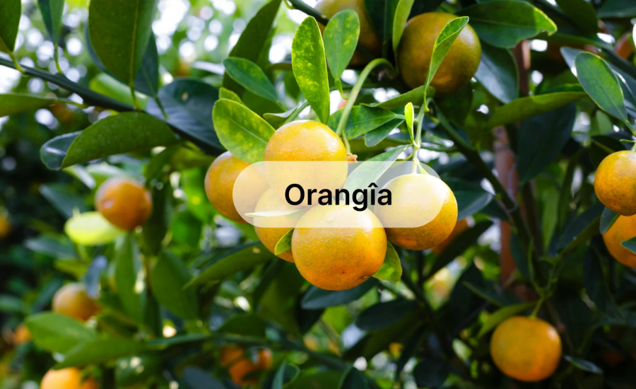 orangîa