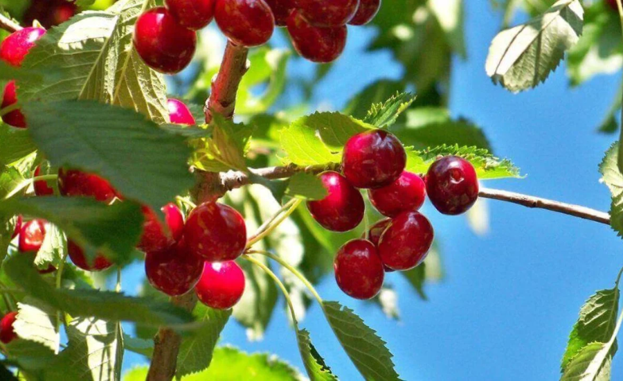 Different Ways To Savor Brouwer Cherries