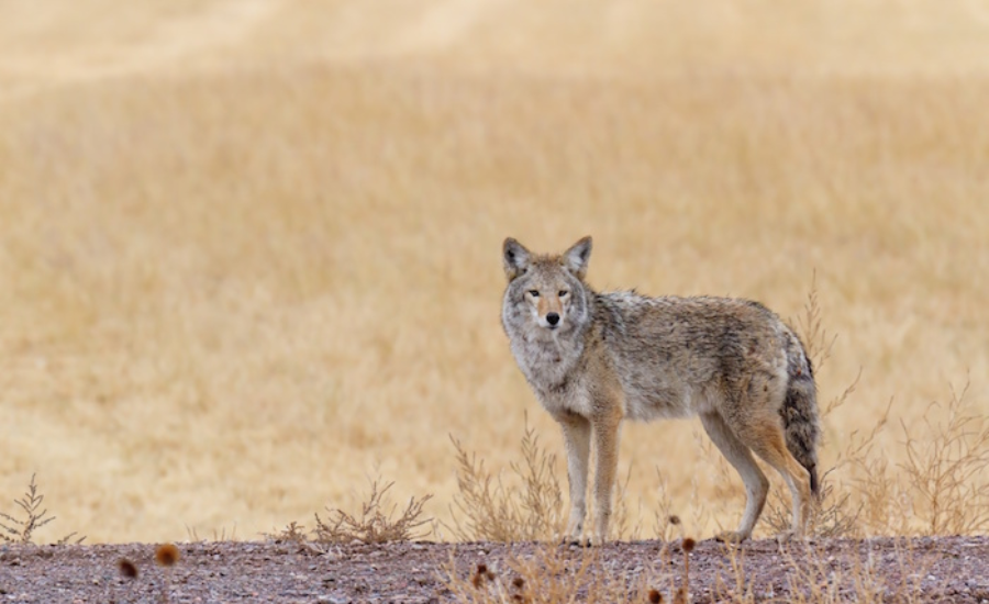 The Spiritual Significance Of The Coyote